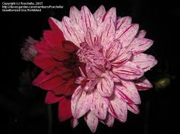 Plant database entry for dahlia 'blackberry ripple' with 6 images and 27 data details. Plantfiles Pictures Semi Cactus Dahlia Blackberry Ripple Dahlia By Poochella
