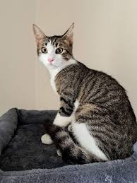 H'Attard Stray Animal Support Group