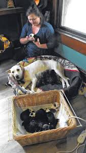 All puppies come with written health guarantee first shots and wormer. Puppy Love Dog Delivers Litter Of 19 The Lima News