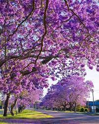 Awash with colour, in the sleepy, quite country town of gloucester new south wales. Australia S Answer To Cherry Blossom Season Has Arrived As Pockets Of The Country Burst Into Bloom With Jacar Flower Landscape Jacaranda Tree Beautiful Gardens