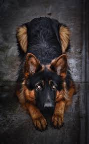 Find the perfect german shepherd puppies stock photos and editorial news pictures from getty images. 500 German Shepherd Dog Pictures Hd Download Free Images On Unsplash