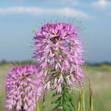 Image result for Cleome rubella