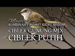 Masteran Kombinasi Favorit Ciblek Gunung Mix Ciblek Putih Part 1 Youtube