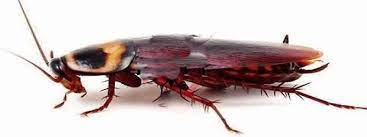 hamam bocegi hamam bocegini evlerden temizleme astek ilaclama