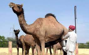 Seven sentences have been removed from the article. Camel Milk Brand Aadvik Foods Set To Disrupt Dairy Market The Hindu Businessline