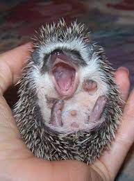 37 Hhba Ideas Baby Animals Cute Animals Animal Pictures