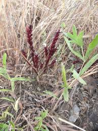 Image result for Striga gesnerioides