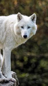 Looking for the best wallpapers? Two White Wolves Look Rest 750x1334 Iphone 8 7 6 6s Wallpaper Background Picture Image