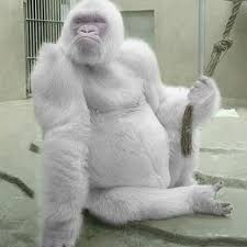 Image result for one of a kind animals