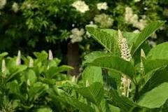 Should I Remove Pokeweed From My Garden? It Depends. | Extension