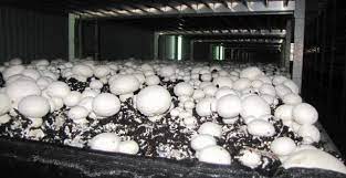 Odată cu aderarea româniei la uniunea europeană au început să prindă contur tot mai multe idei de afaceri. Crescatorie De Ciuperci 640 330 Mushroom Forum