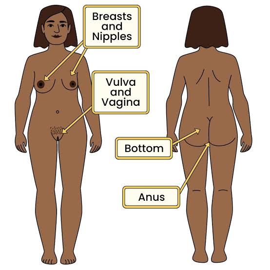 Private body parts of a girl or person with a vulva – Healthy Respect
