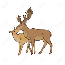 Love buck and doe silhouette. Wild Deer Love Couple Female And Male Buck With Branched Horns Vector Outline Sketch Illustration Isolated On White Background Royalty Free Cliparts Vectors And Stock Illustration Image 141560366