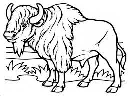 The perciformes, from the greek: Bison Coloring Page Coloring Pages Owl Coloring Pages Drawing Images
