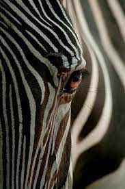 Mariventu On Twitter Animal Photography Zebras Nature Animals