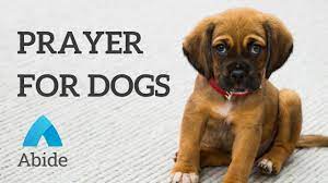 Hear my prayer, lord, for i am undone. Christian Mediation Prayer For Your Dog Youtube