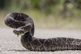 A snake continues to grow its entire life, but its outer skin does not, so the snake needs to shed, or molt, its external skin from time to time. Snakes In Texas What To Do If You Get Bitten By A Snake