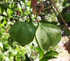 Image result for Cardiospermum corindum