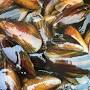 Profile Picture of Blue Hill Bay Gold Bouchot Mussels - 5lb's - Buxton Boats Home Edition (@buxtonboatshomeedition.com) on Google