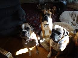 Duncan lou who is a boxer puppy who was born with severely deformed rear legs & pelvis. Boxers To The Rescue Boxer Rescue Adoption Inc Home Facebook