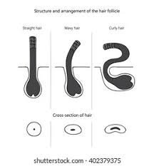 Inflammatory variants of tinea capitis infection include the following. Structure Arrangement Hair Follicle Black White Stock Illustration 402379375