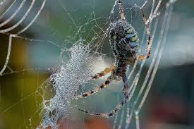Meaning in the language of spider webs. Labah Labah Embun Web Sarang Laba Laba Alam Jatuh Basah Makro Pola Geometri Pxfuel