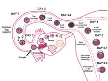 Human Fertilization Wikipedia