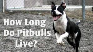 pitbull lifespan lifespan of pitbulls