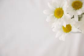Un'altra delle migliori piante con fiori bianchi per il giardino è senza dubbio la tipica margherita, con il centro ci sono molte varietà e ci sono molti colori, come rose in diverse tonalità, arancione o bianco con il centro giallo. Fiori Bianchi Con Centri Gialli Foto Premium