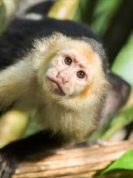 It is native to both south america and north america. This Is The White Throated Capuchin Also Known As Colombian White Throated Capuchins White Faced Ca In 2021 Capuchin Monkey Pet White Faced Capuchin New World Monkey