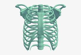 The rib cage merges into the player, instead of being pierced into them like the mysterious arrow. Rib Cage Rib Cage 3d Download Png Image Transparent Png Free Download On Seekpng