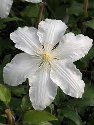 Check spelling or type a new query. Clematis Gillian Blades Bluestone Perennials