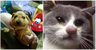 Lift your spirits with funny jokes, trending memes, entertaining gifs, inspiring stories, viral videos, and so much more. 50 Pets Who Messed With The Wrong Bees