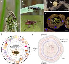 Tardigrades are minute animals often found on lichens and mosses. Bacterial Symbionts Support Larval Sap Feeding And Adult Folivory In Semi Aquatic Reed Beetles Nature Communications