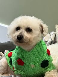 My sweet Mya is going for a meet and greet tomorrow. I know they are going  to love her so much x