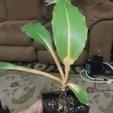 Image result for Chlorophytum filipendulum