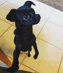 I lost my babies in house fire and would really like to have another. Pretty All Black Chihuahua Chihuahua Puppies Really Cute Puppies Chihuahua Dogs
