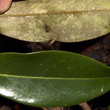 Image result for Xylopia shirensis