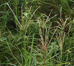Vidio ini berjudul segudang manfaat rumput teki (paragis) dan cara mengolahnya #rumputteki atau #rumputparagis atau. Rumput Belulang Wikipedia Bahasa Indonesia Ensiklopedia Bebas
