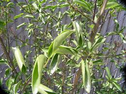 It can also translocate through the soil. White Bird Of Paradise Leaves Curling Up