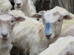 Introduction producing clean sheep for slaughter can be a difficult task, particularly in wet weather and when finishing sheep on roots and forage crops during the winter. You Ll Be Shocked By The Way Wool Is Really Produced Peta Uk
