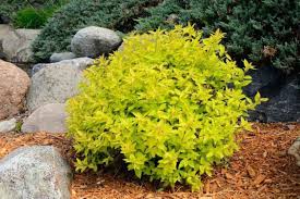 Image result for spirea japonica gold princess