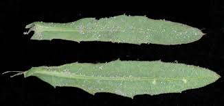 Image result for Neojeffreya