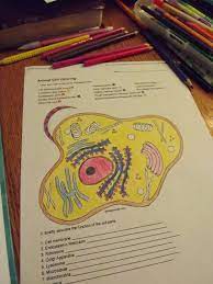 Plant cell coloring (key) by. Animal Cell Coloring Sheet Page 1 Line 17qq Com