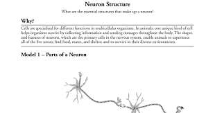 Unit 2 5 membrane function pogil answers epub neuron. Pogil 29 Neuron Structure S Pdf Google Drive