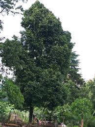 Image result for Diospyros abyssinica