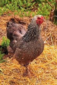 Brahma Race De Poule Wikipedia Race de poule géante, la poule brahma est principalement utilisée en qualité elle est considérée retrouvez tous nos oeufs fécondés disponibles, en temps réel, selon les pontes. brahma race de poule wikipedia