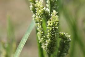 Image result for Eleusine coracana