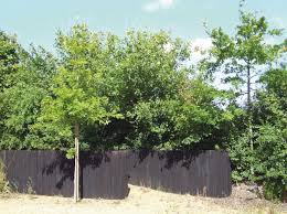 Jardin Pare Vue Et Brise Vent A Choisir Arbre Persistant Jardins Arbuste Haie