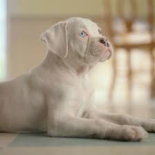 46 White Boxers Ideas White Boxers Boxer Dogs Boxer Love